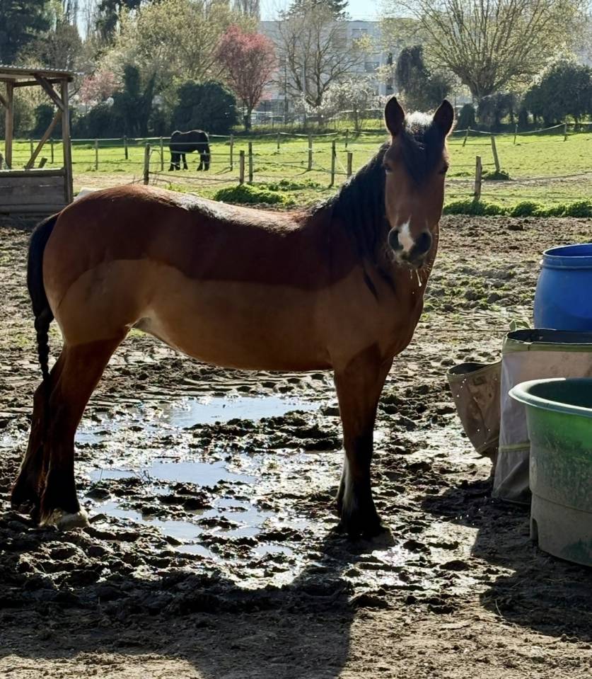 Poney B 
