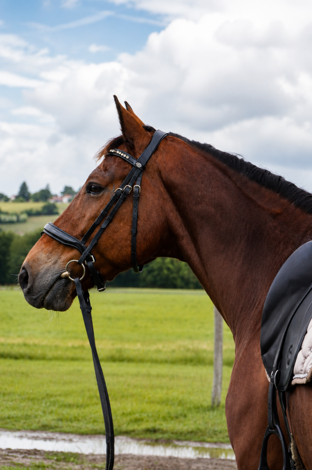 Hongre - KWPN - 12 ans - Dressage - France