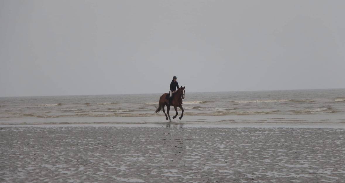 Cheval &agrave; vendre - 14 ans, selle fran&ccedil;ais.