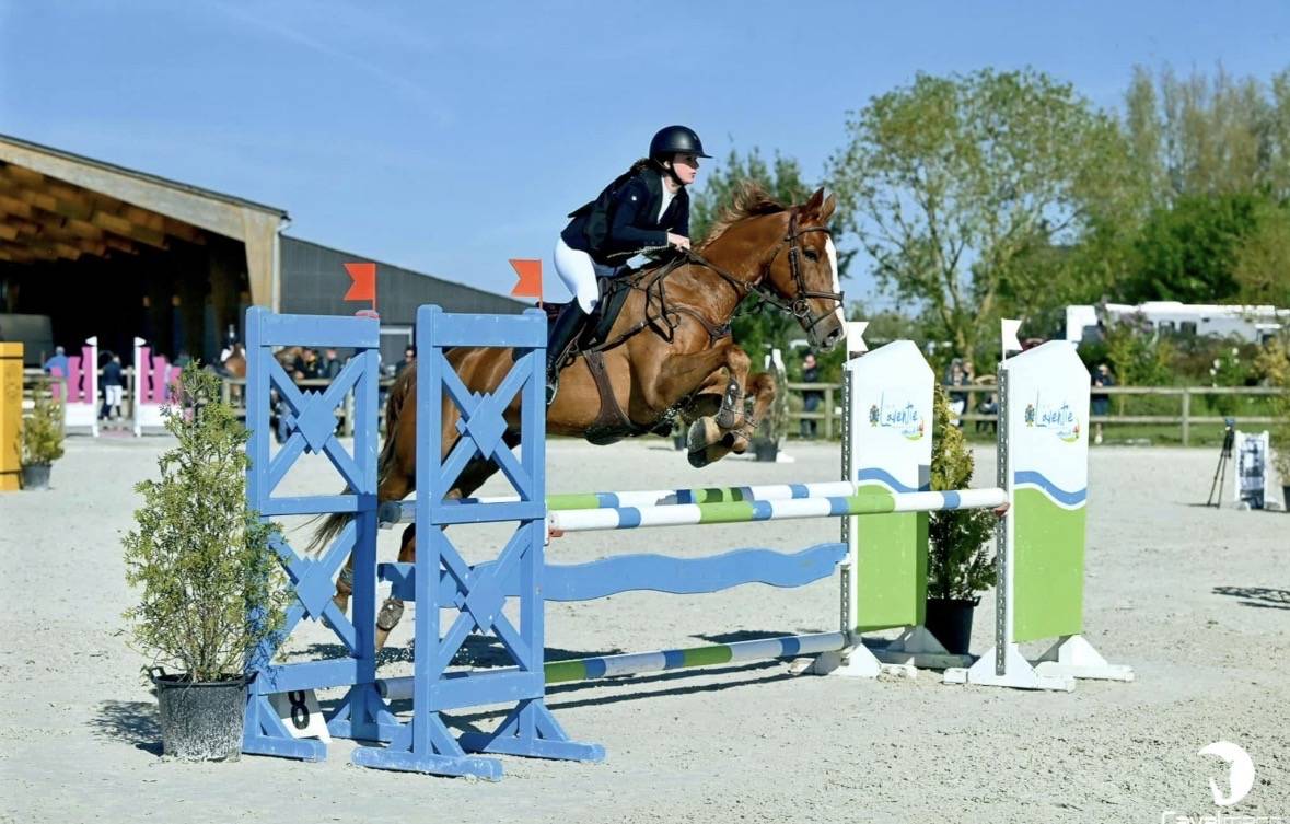 Cheval &agrave; vendre - 14 ans, selle fran&ccedil;ais.