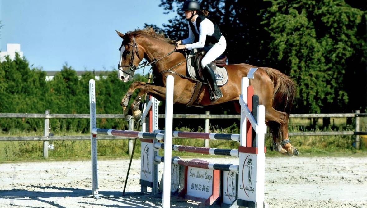 Cheval &agrave; vendre - 14 ans, selle fran&ccedil;ais.