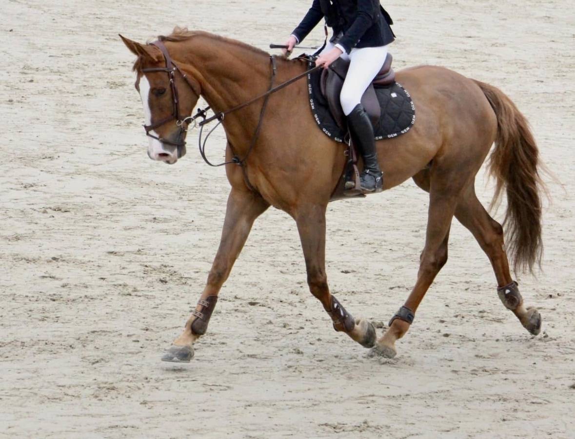 Cheval &agrave; vendre - 14 ans, selle fran&ccedil;ais.