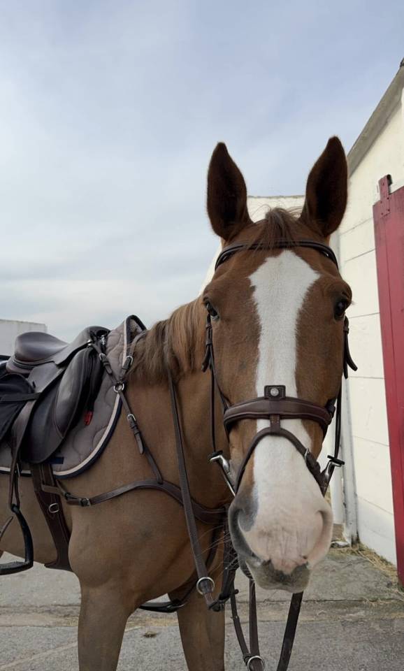 Cheval &agrave; vendre - 14 ans, selle fran&ccedil;ais.