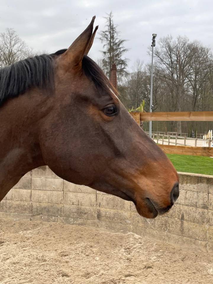 Hongre SF 11 ans CSO
