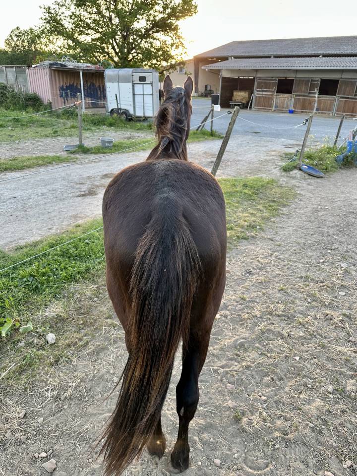 Cheval hongre Paint Horse APHA - 3 ans