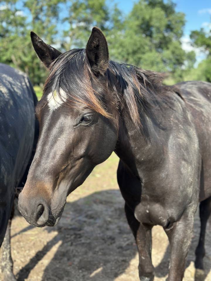 Cheval hongre Paint Horse APHA - 3 ans