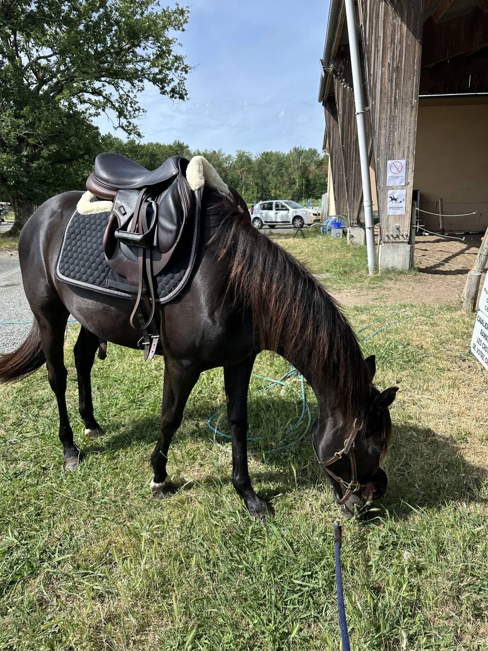 Cheval hongre Paint Horse APHA - 3 ans