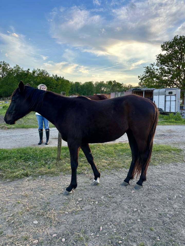 Cheval hongre Paint Horse APHA - 3 ans