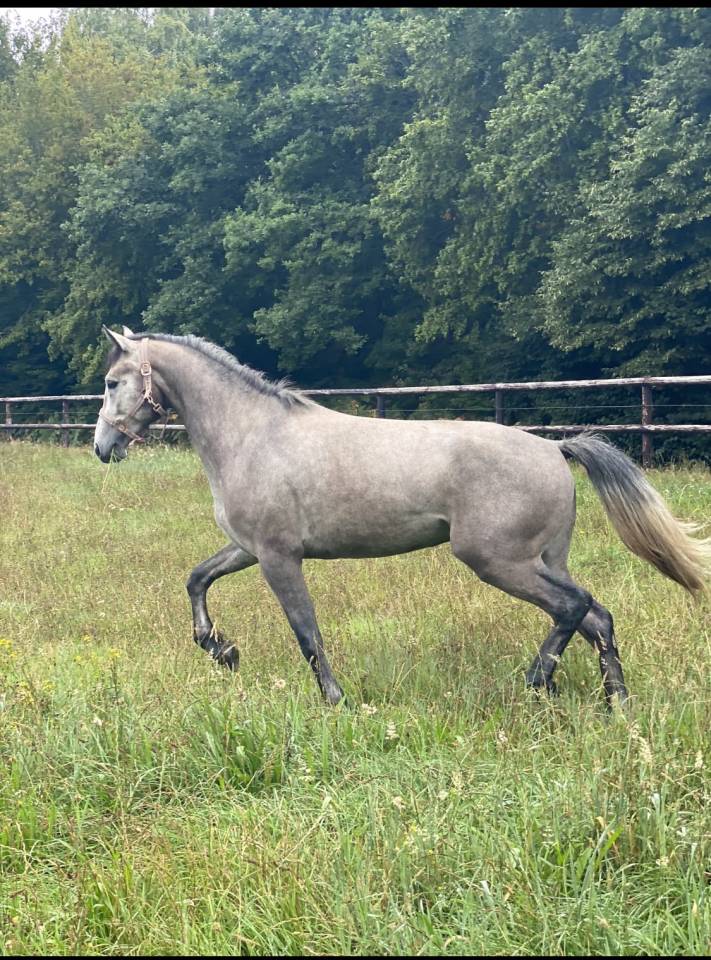 Hongre connemara, 5 ans, 153
