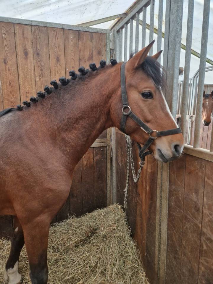 A vendre top poney pour concours 