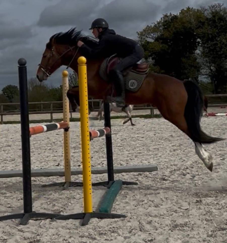 A vendre top poney pour concours 