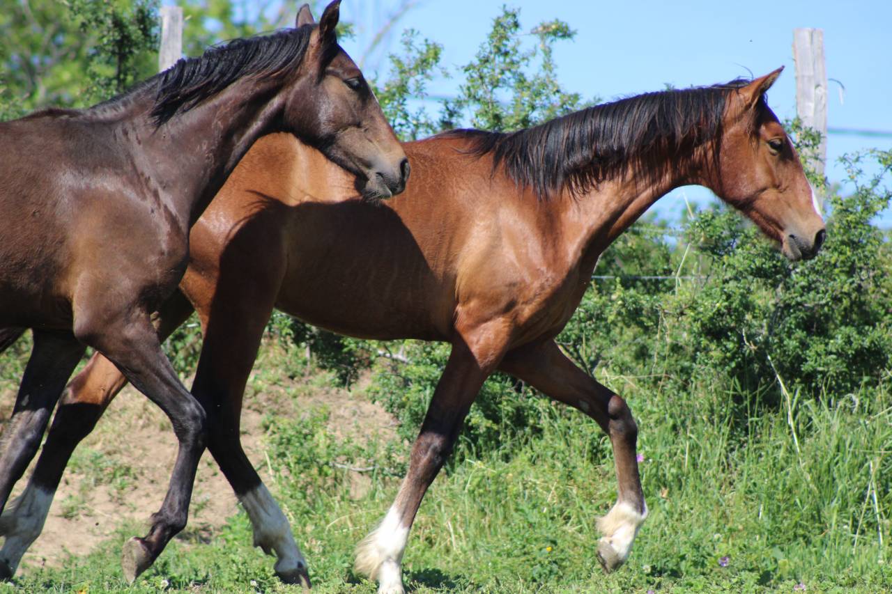 Poulain Pure Race Espagnol PP