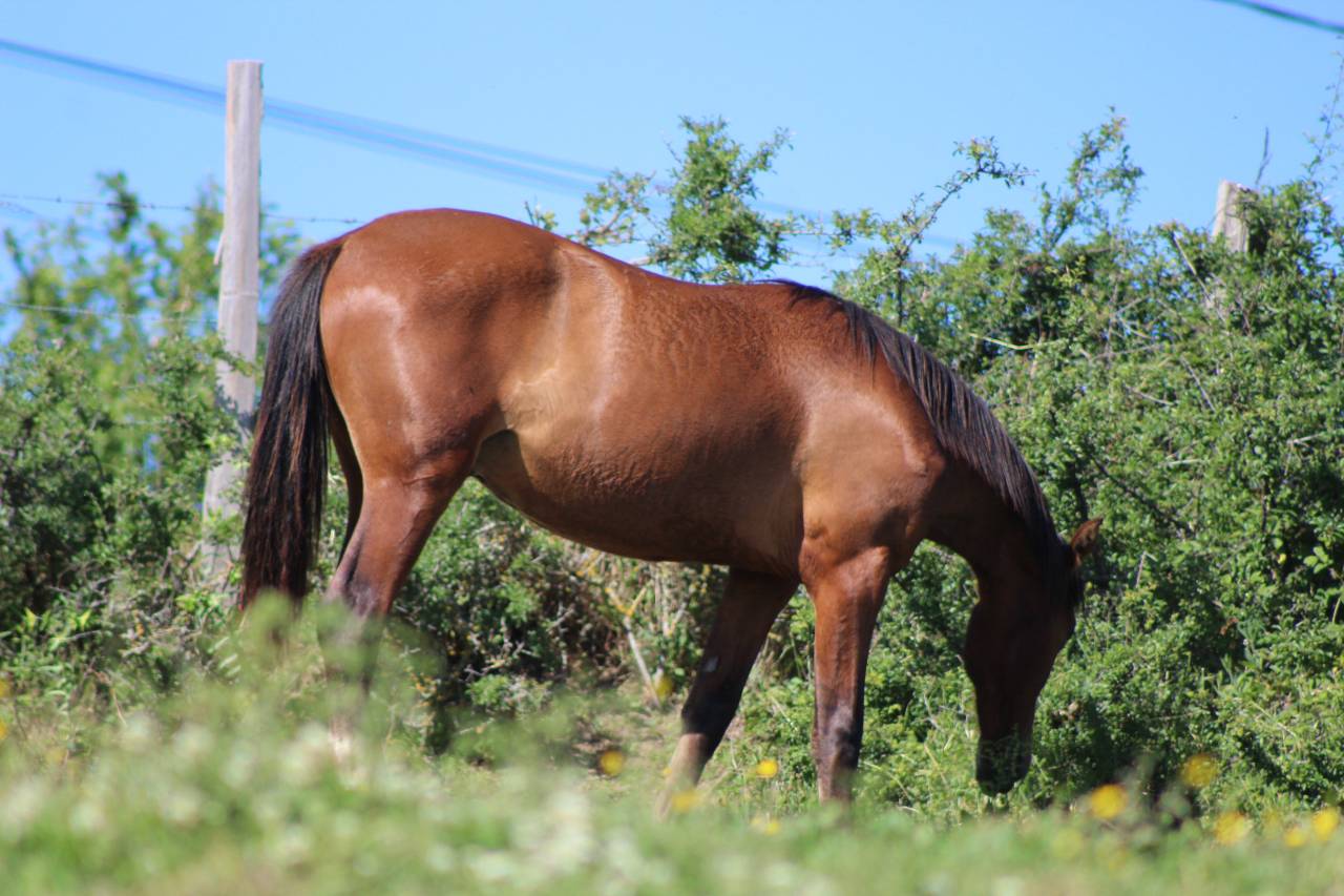 Poulain Pure Race Espagnol PP