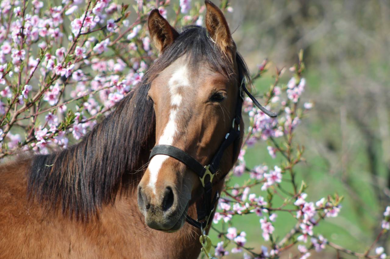 Poulain Pure Race Espagnol PP