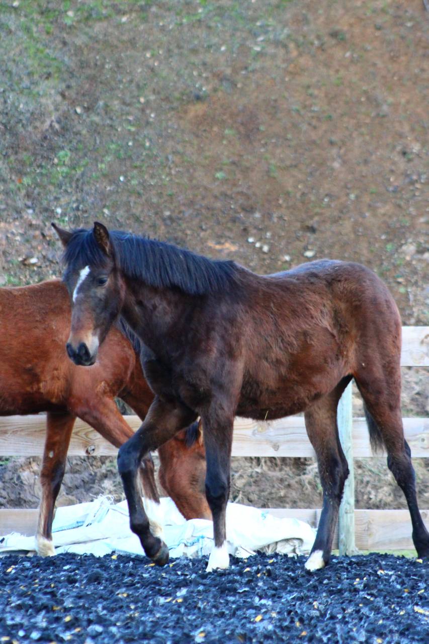 Poulain Pure Race Espagnol PP