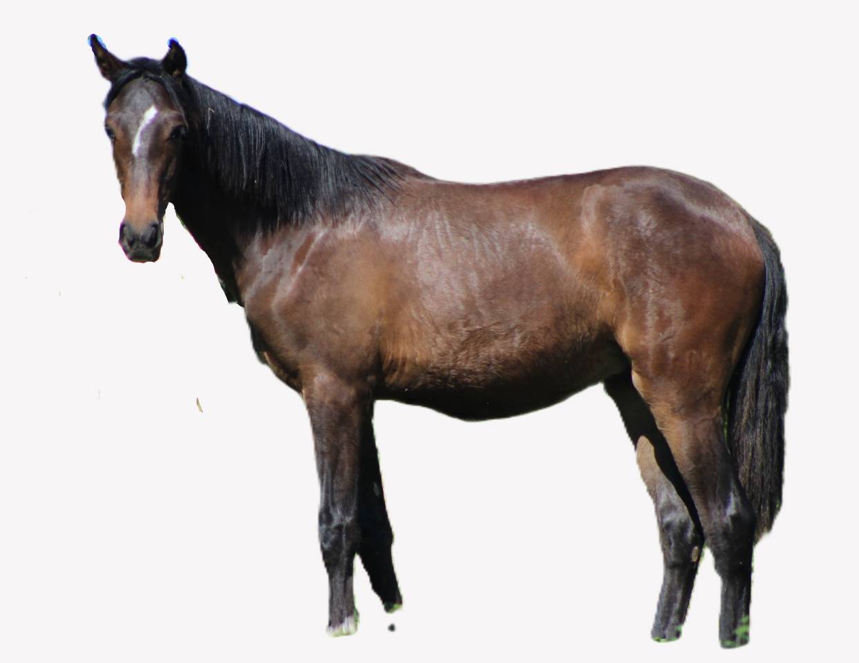 Poulain Pure Race Espagnol PP
