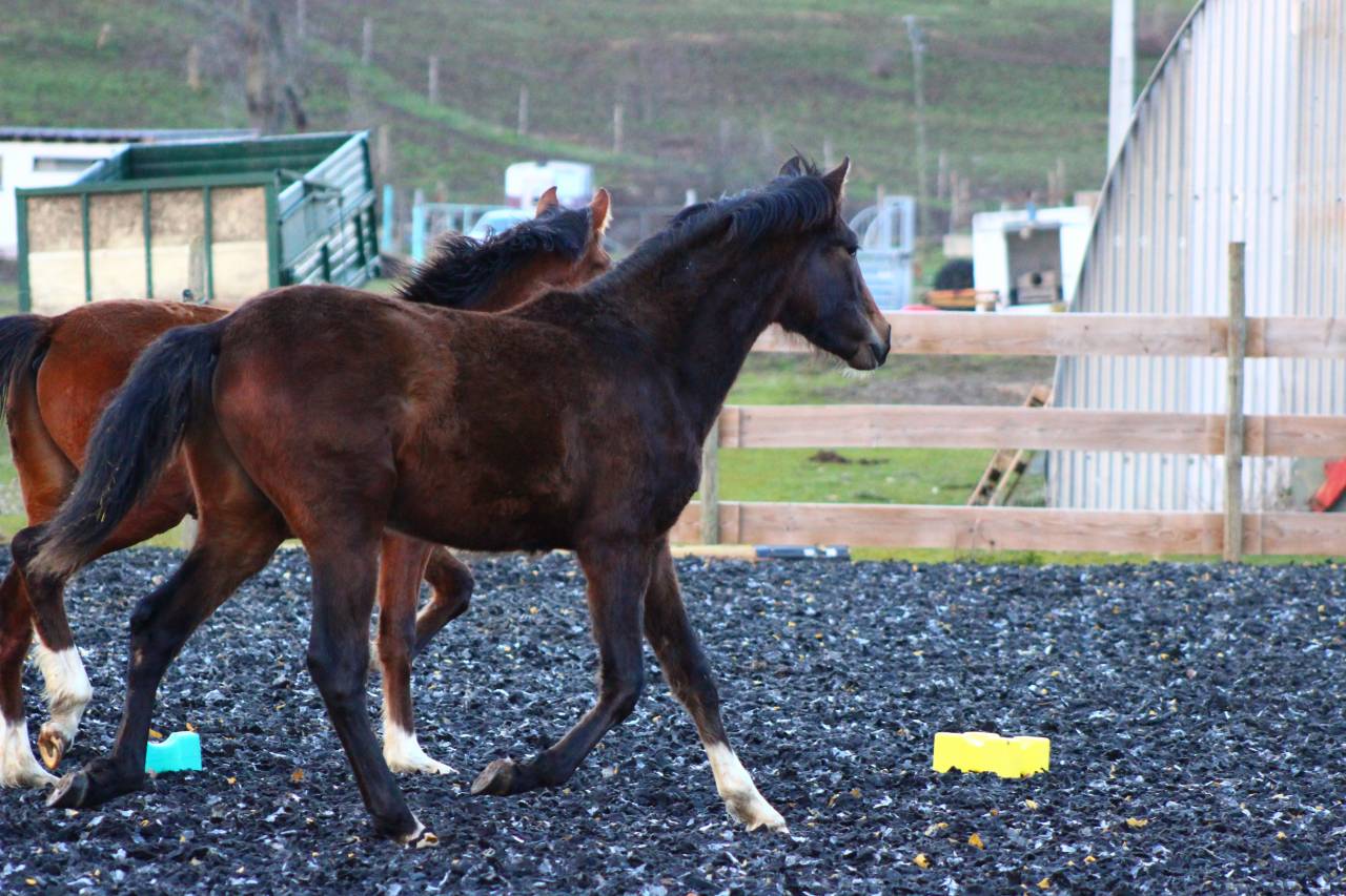 Poulain Pure Race Espagnol PP