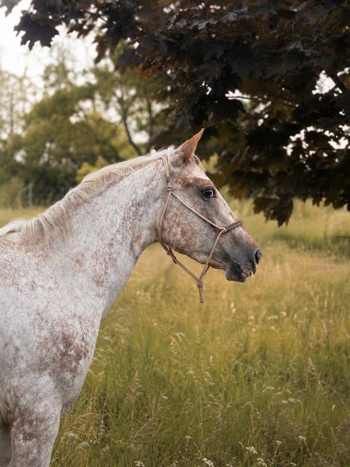 Jument PP Appaloosa 3ans 