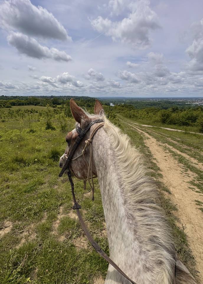 Jument PP Appaloosa 3ans 