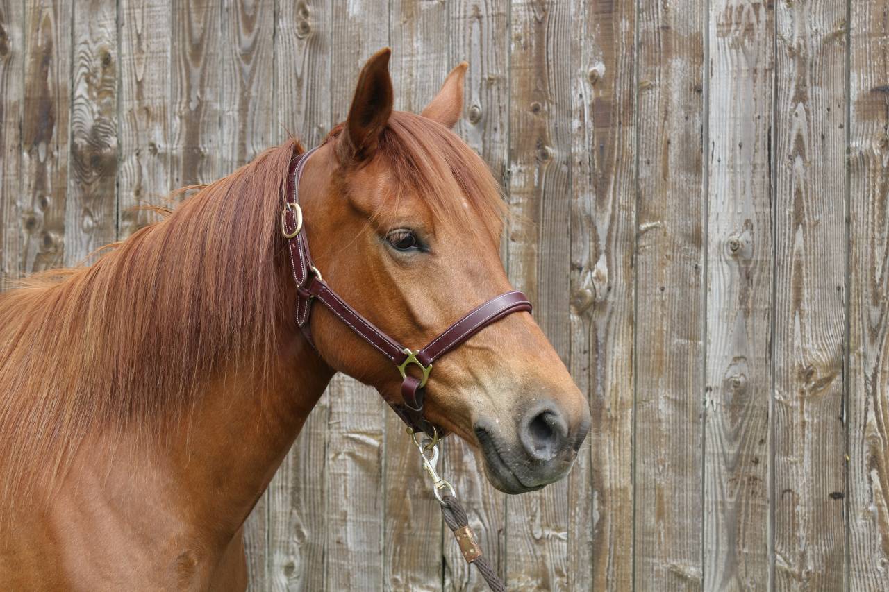 Ponette D PP 5 ans loisir/sport
