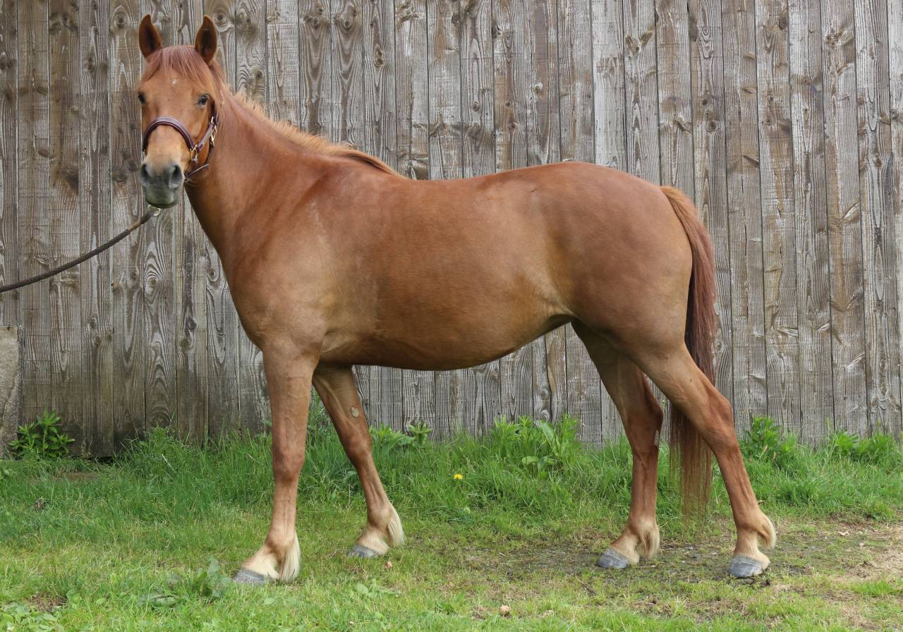 Ponette D PP 5 ans loisir/sport