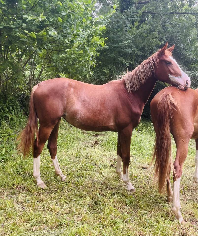 Pouliche 2ans sf 