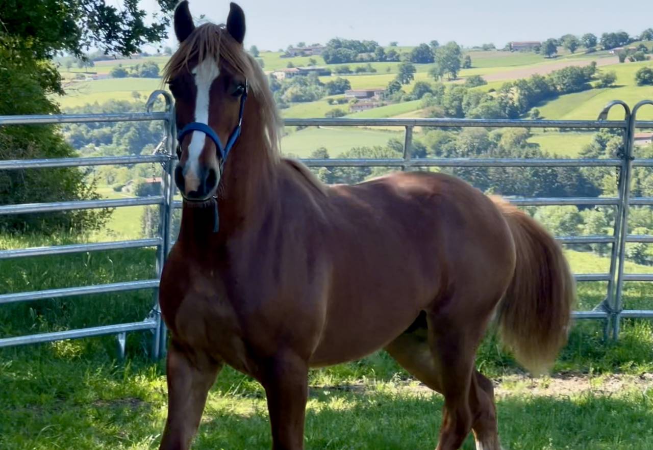 Welsh cob