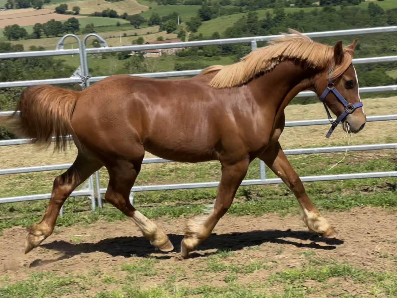 Welsh cob