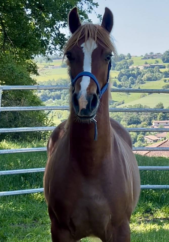 Welsh cob