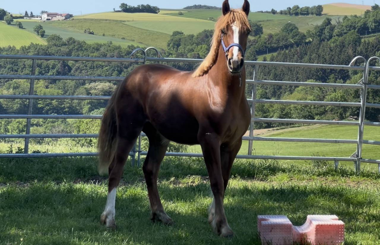 Welsh cob