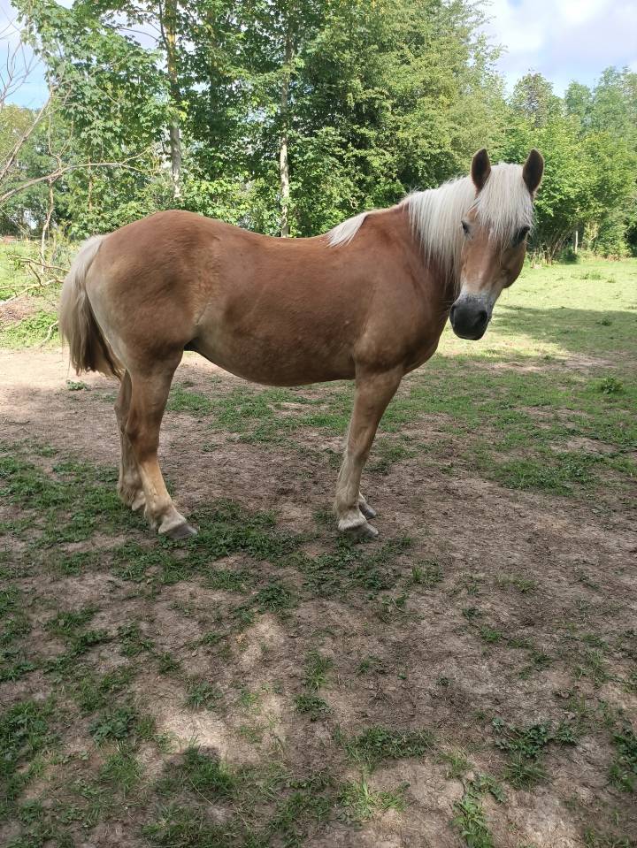 Jument Haflinger pp pour compagnie