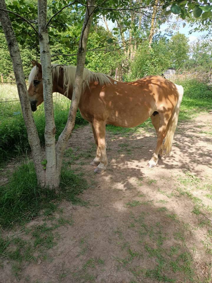 Jument Haflinger pp pour compagnie