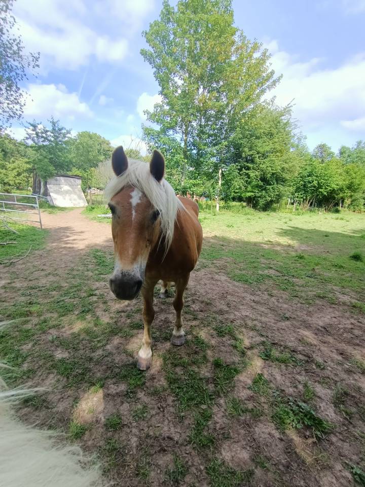 Jument Haflinger pp pour compagnie