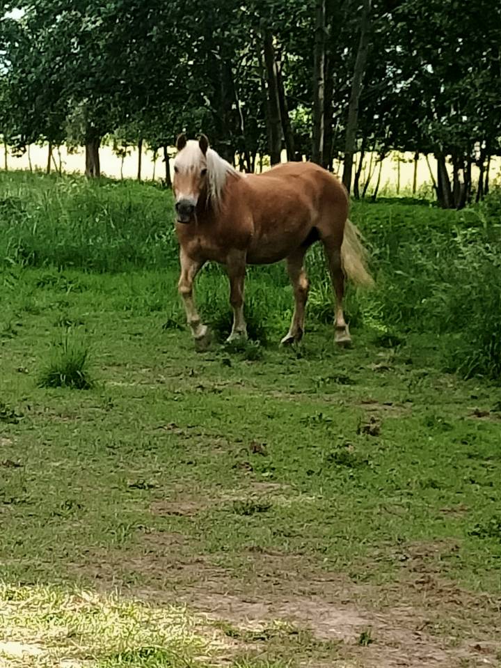 Jument Haflinger pp pour compagnie