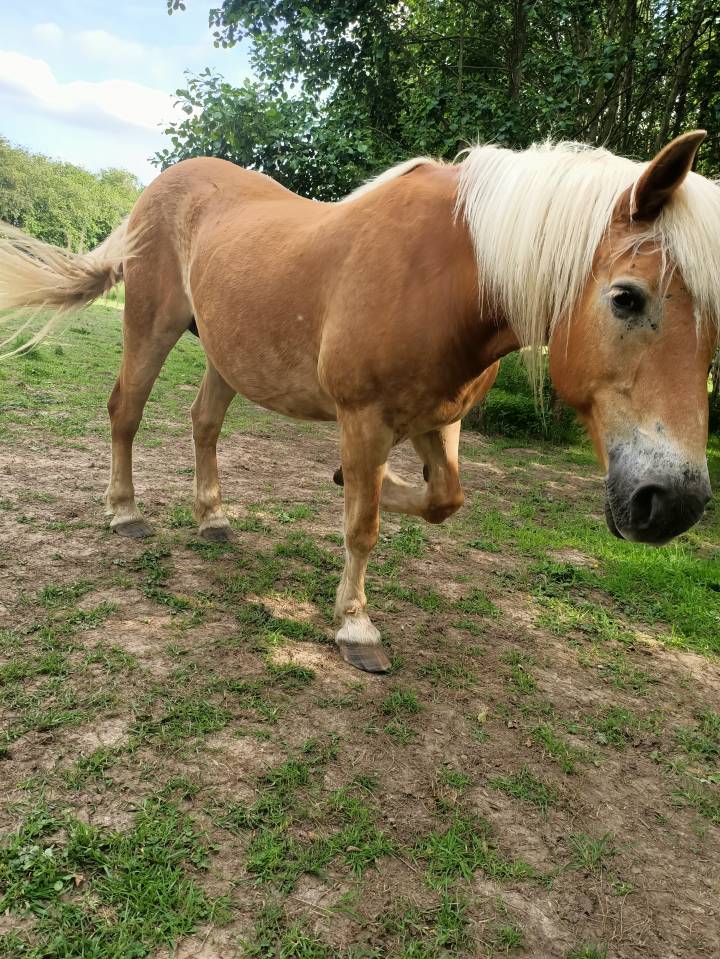 Jument Haflinger pp pour compagnie