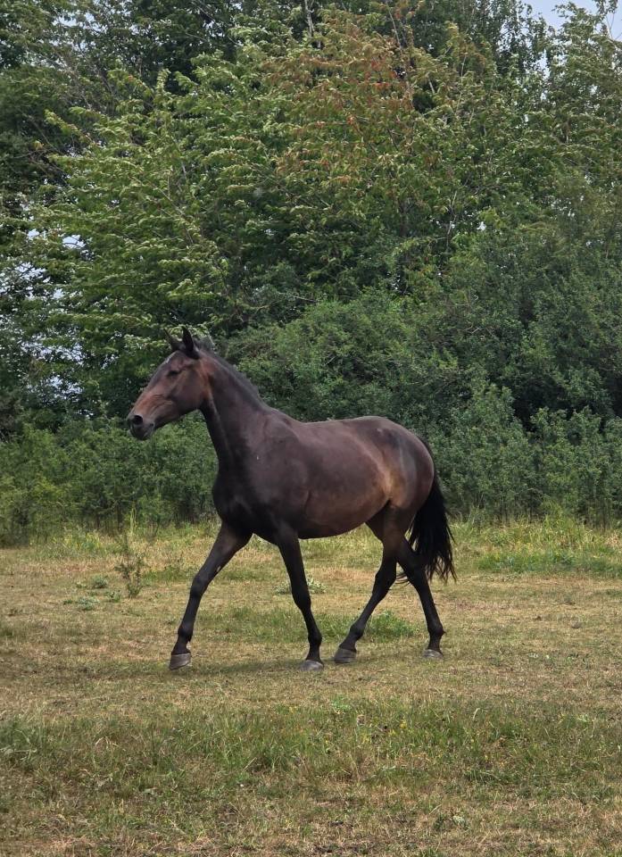 Jument pur-sang lusitanien de 4 ans 