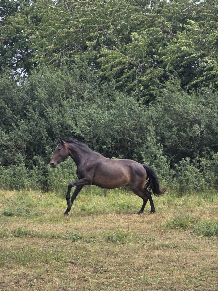 Jument pur-sang lusitanien de 4 ans 