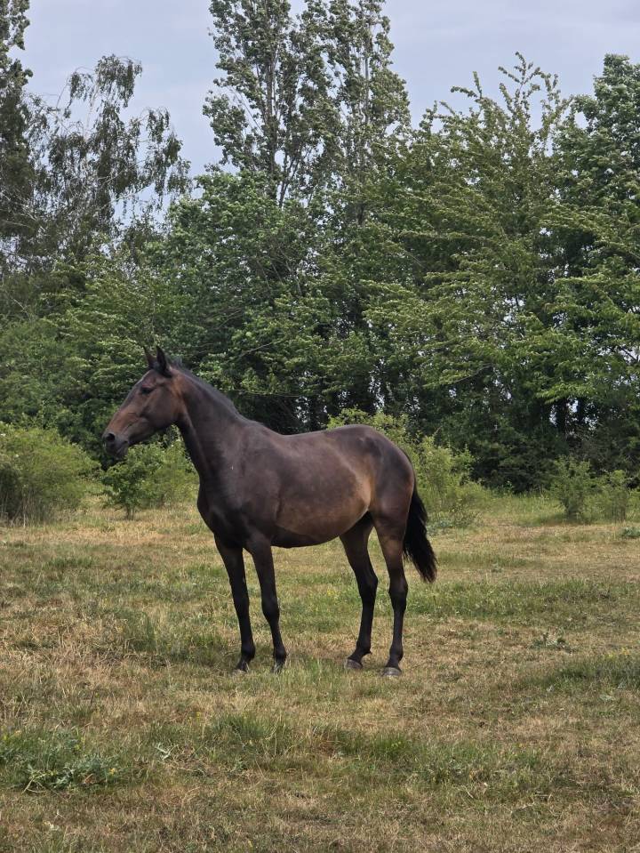 Jument pur-sang lusitanien de 4 ans 
