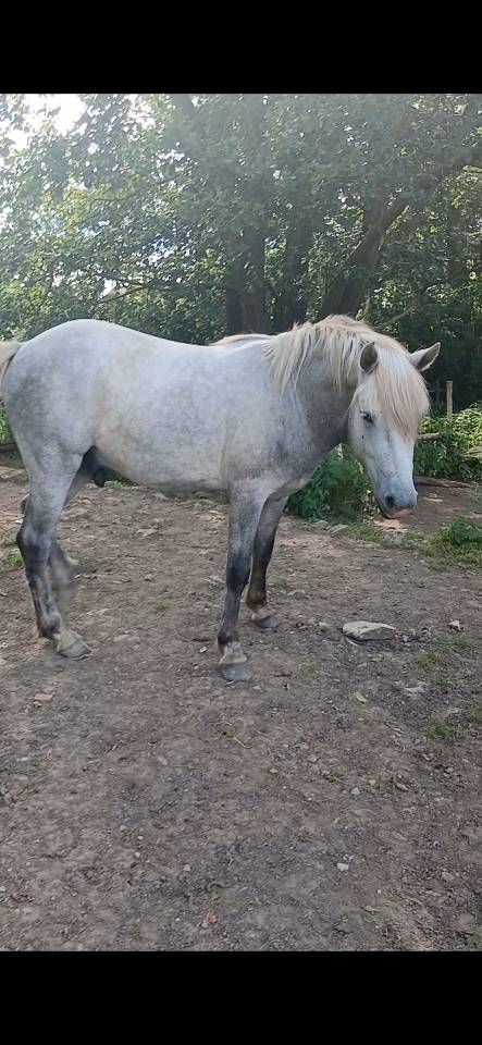 Camargue oc