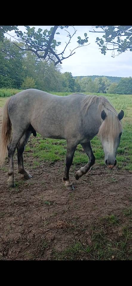 Camargue oc