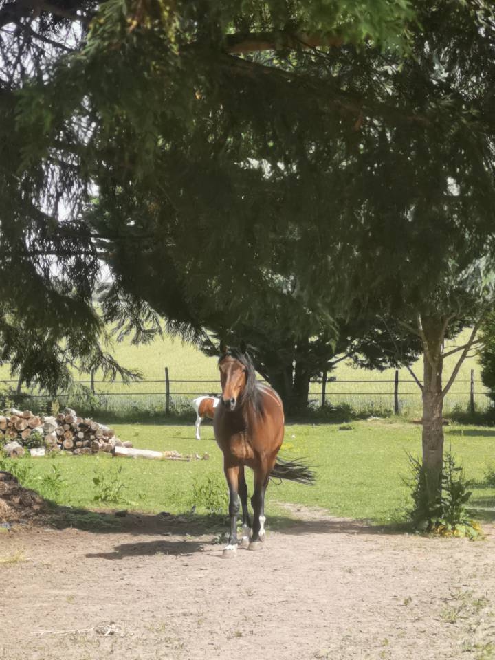 Maison pour chevaux - Quiers sur bezondes
