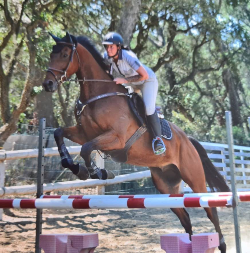 Urgent  &agrave;  vendre Gentil cheval polyvalent 