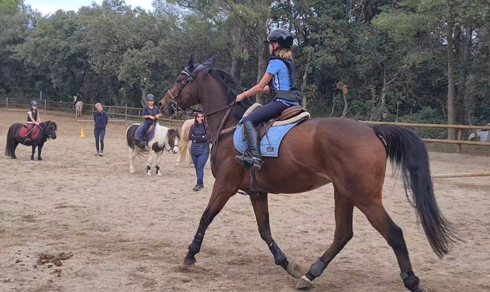 Urgent  &agrave;  vendre Gentil cheval polyvalent 