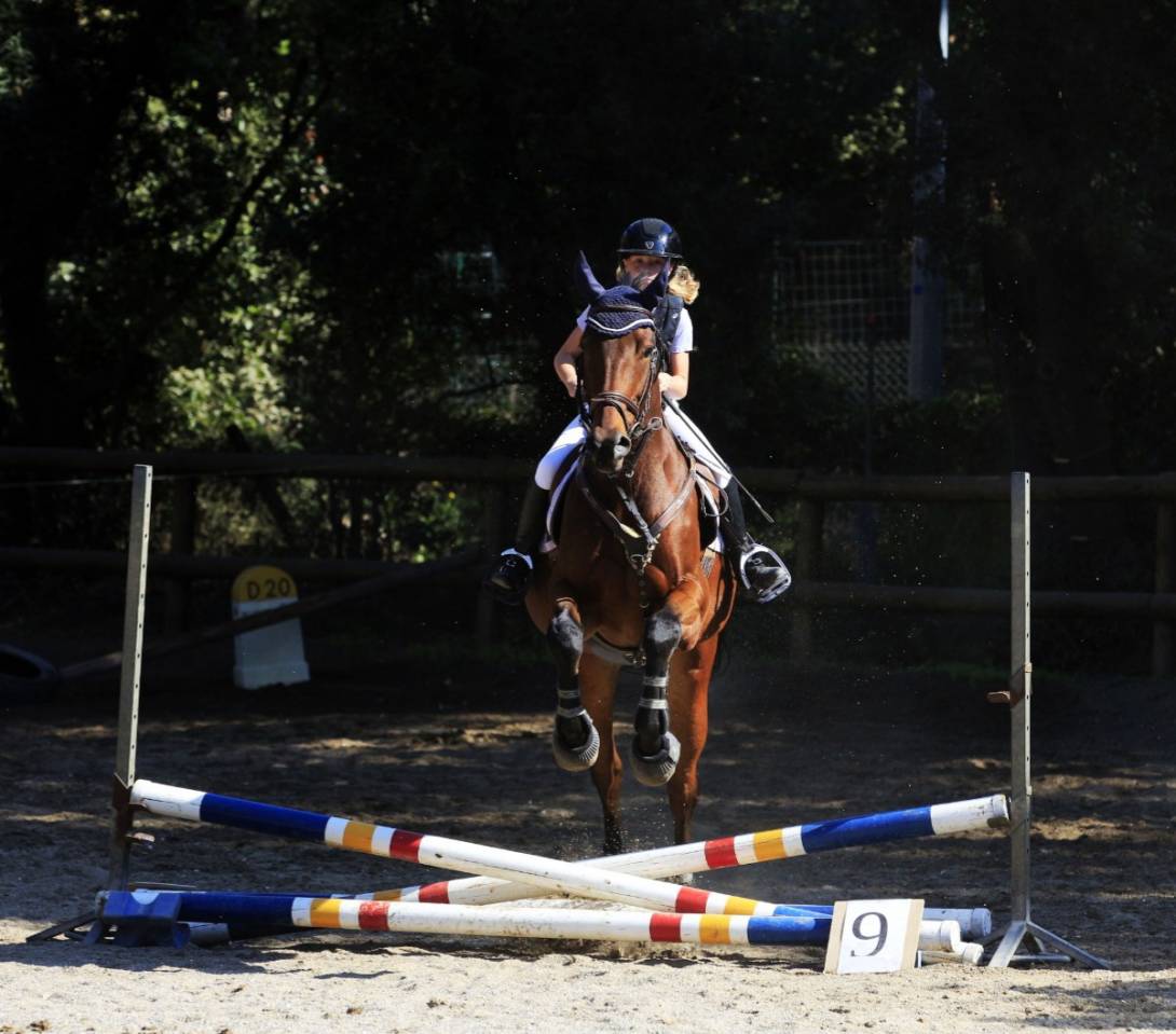 Urgent  &agrave;  vendre Gentil cheval polyvalent 