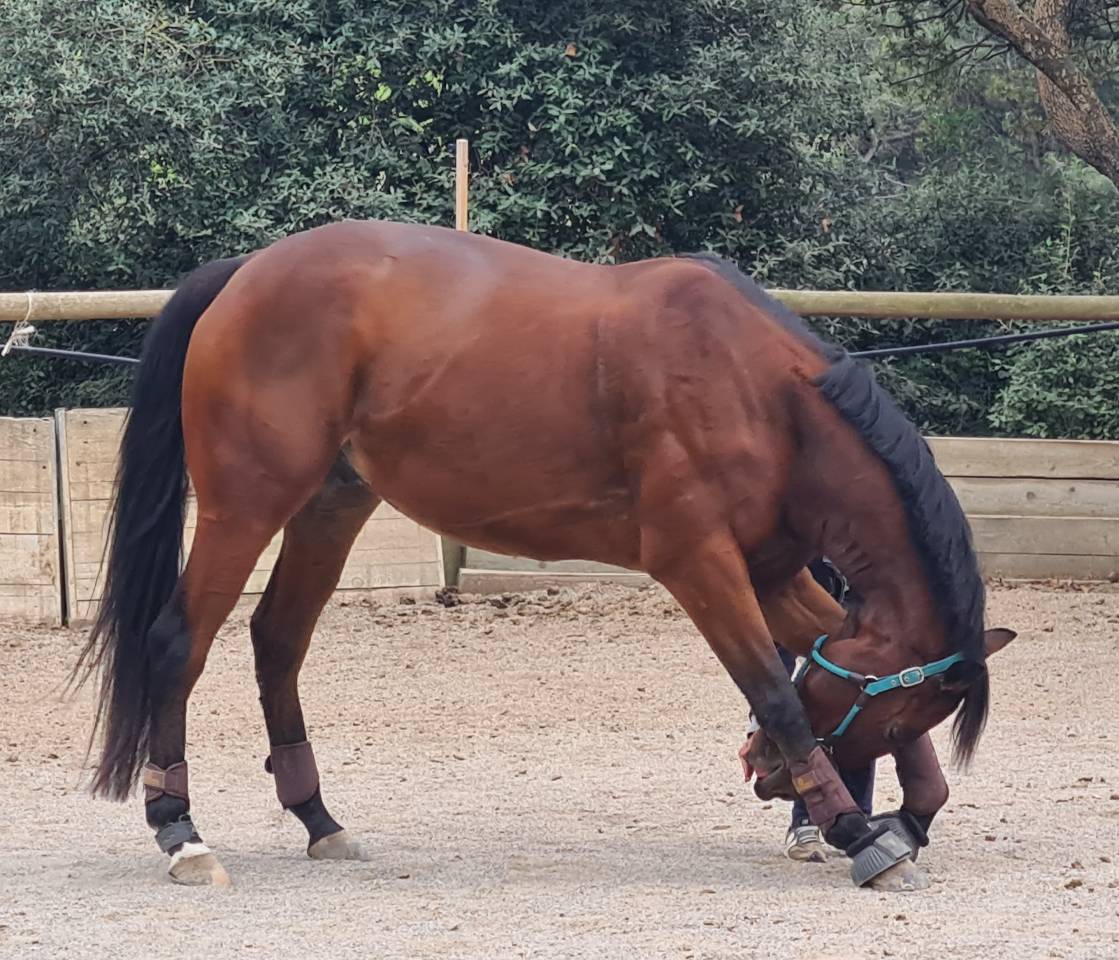 Urgent  &agrave;  vendre Gentil cheval polyvalent 