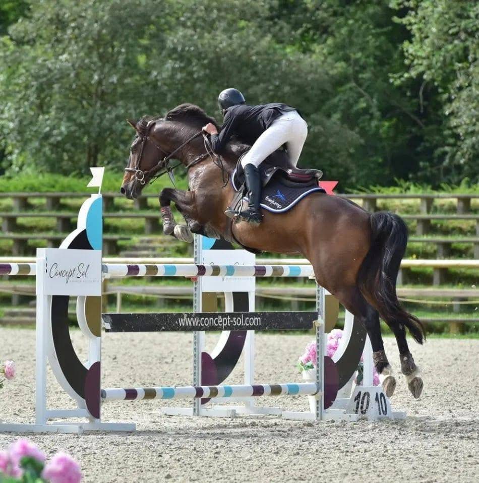Cheval de 11 ans &agrave; prendre en location 