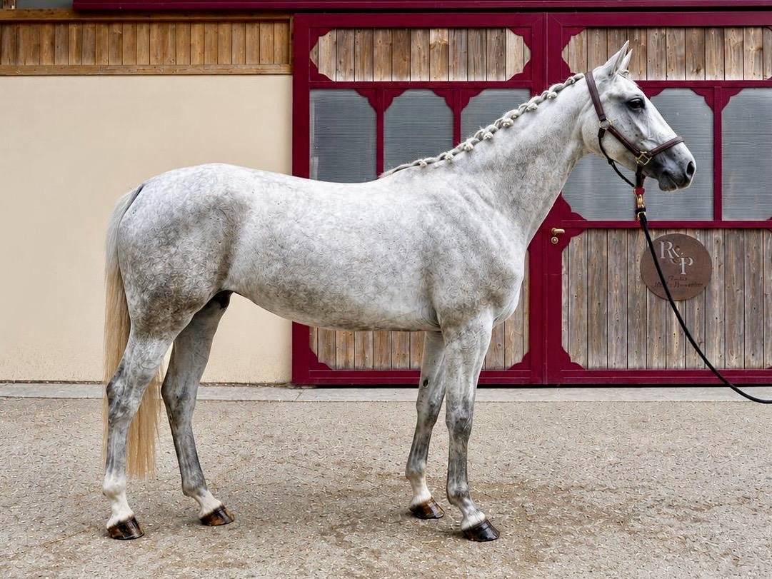 CONTESSA DU GAZON