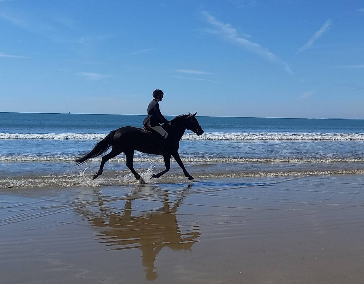 Vends jument de sport pour concours hippique