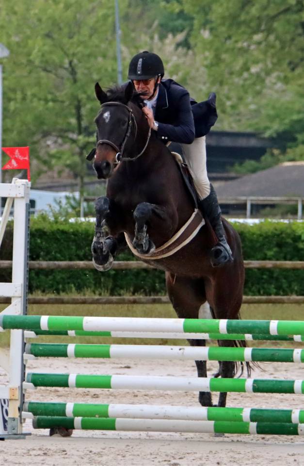 Vends jument de sport pour concours hippique