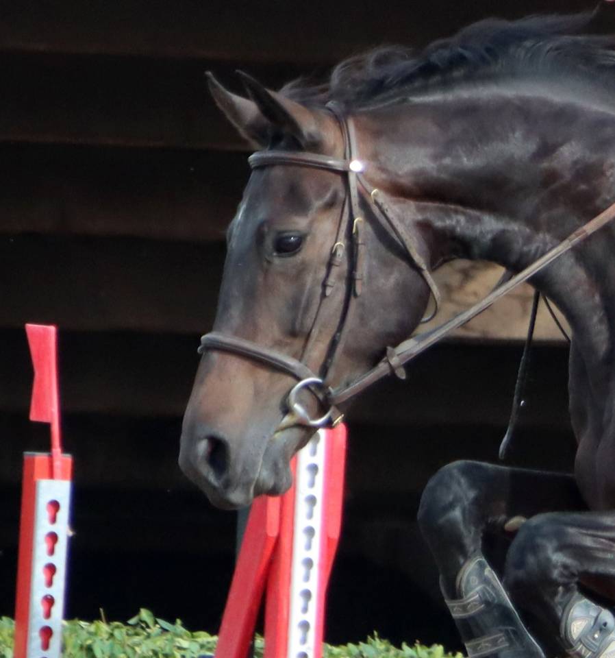 Vends jument de sport pour concours hippique